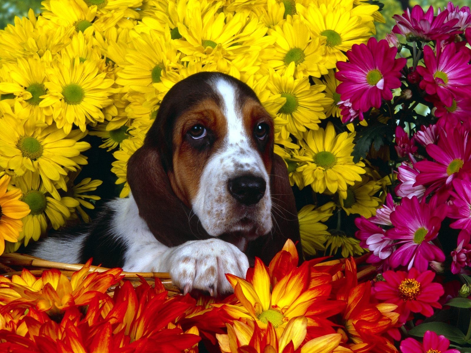 chien fleurs basset