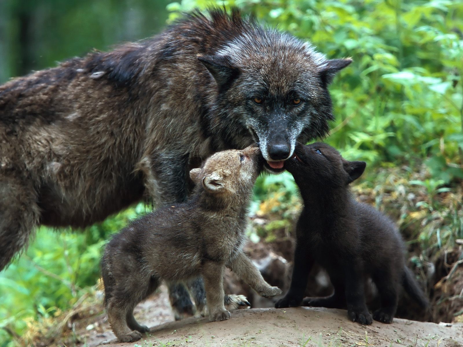 loups bébés louve amour tendresse soins