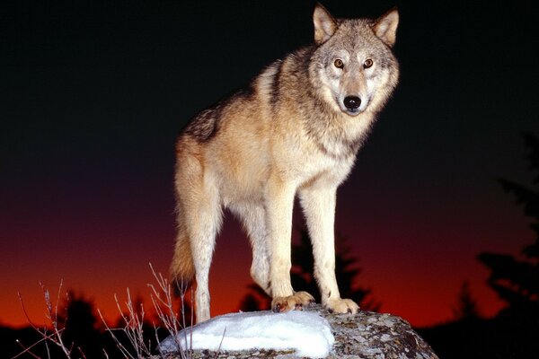 Der Wolf steht nachts auf einem Stein