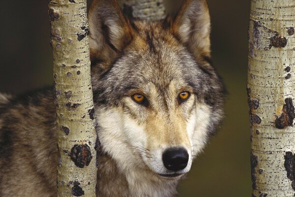 Lobo en el bosque entre troncos de árboles