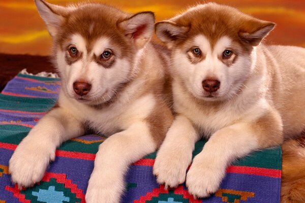 Dos pequeños Huskies marrones