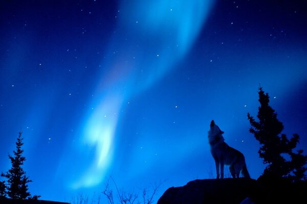 Loup hurlant sur les aurores boréales bleues dans la forêt