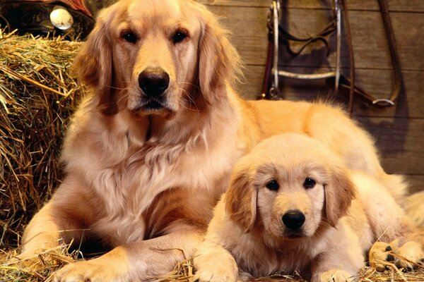 Foto di ritratto di una famiglia di cani