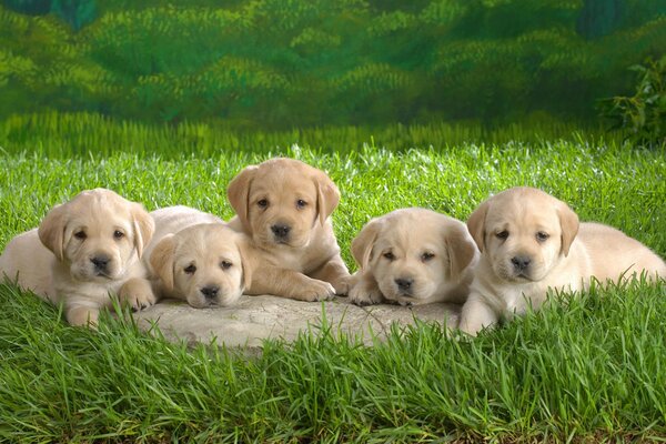 Petits chiots sur une clairière verte