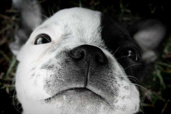 El Boston Terrier Mira al dueño