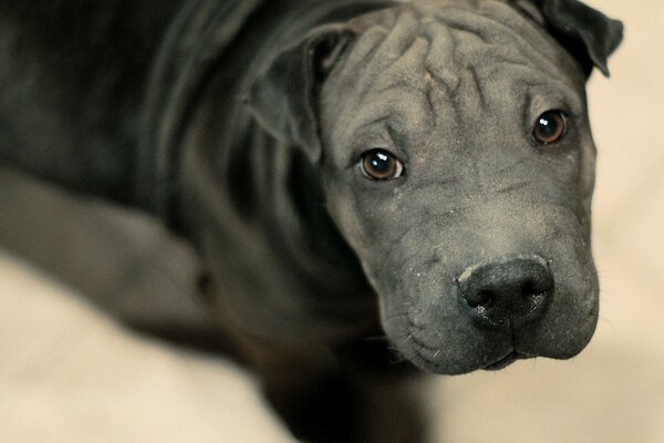 The black face of a beautiful dog