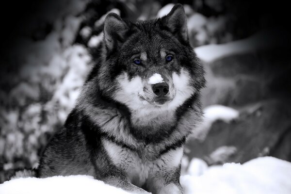 Depredador lobo mirando BB