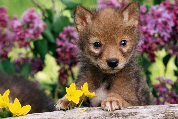 Petit loup brun sur fond de fleurs