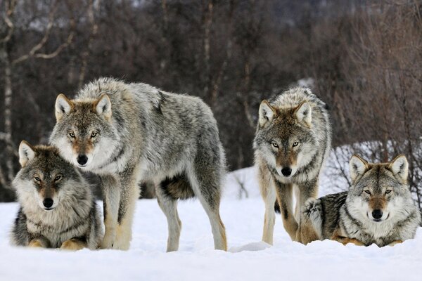 A pack of wolves in the snow with a gaze