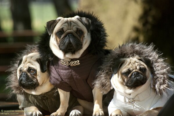 Fashionable pugs are an example to everyone