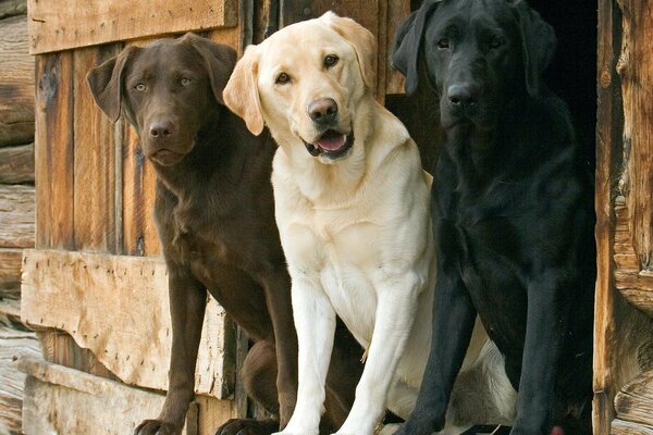 Three multicolored lablodors look at the photographer