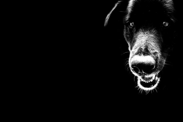 The muzzle of a black dog on a dark background