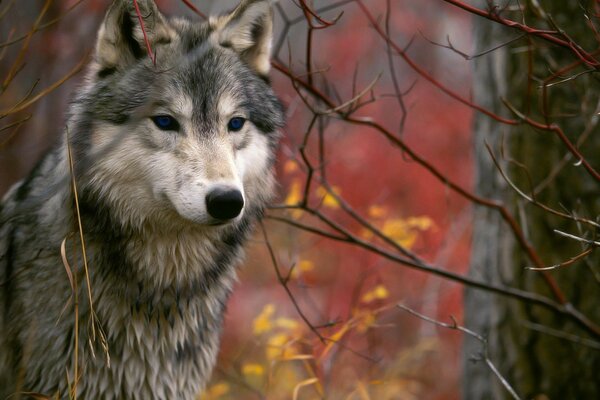 Hungriger Blick beim Wolf im Herbst