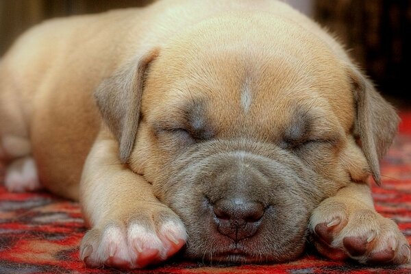 Mignon chiot endormi se trouve sur le tapis