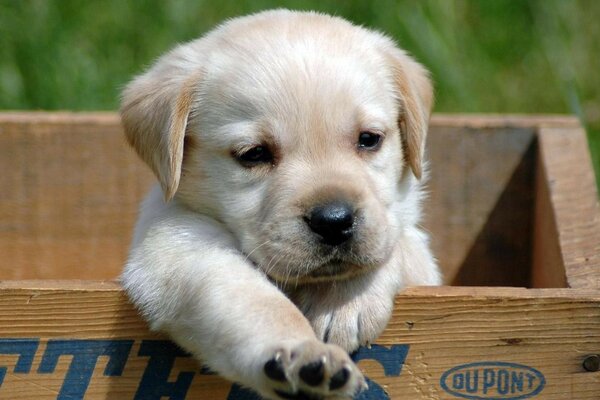 Pequeño cachorro en una Caja