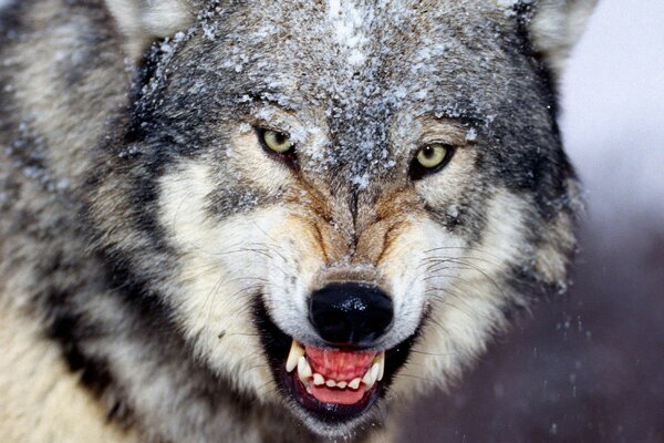 La sonrisa malvada del lobo gris