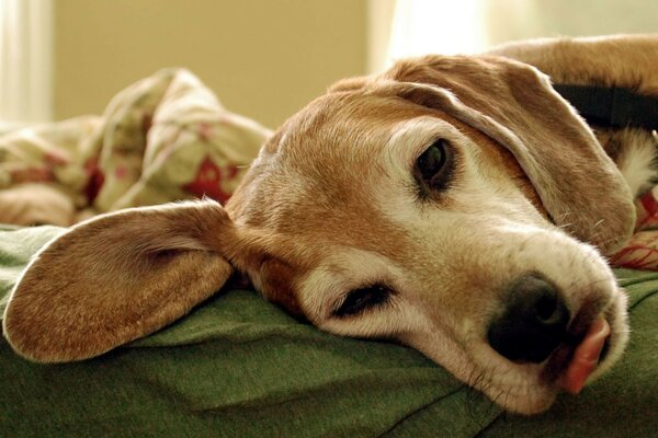 Der Hund liegt faul auf der Couch