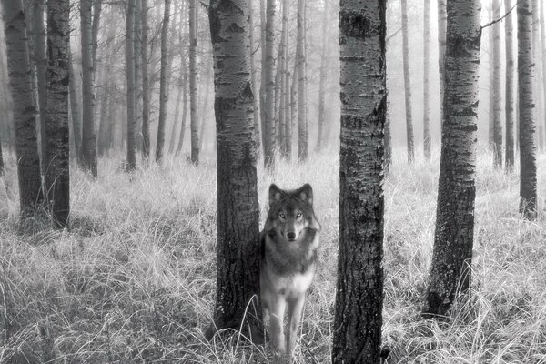 Monochromer Wolf im Wald