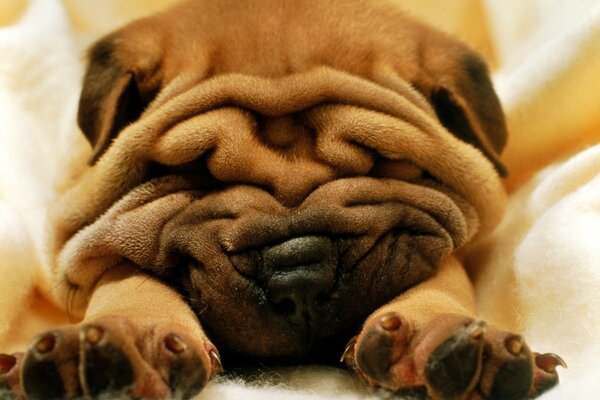 Chiot Shar Pei dort dans une couverture