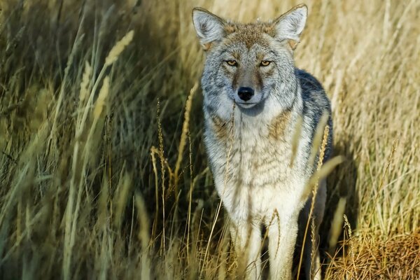 A wolf looks at the camera in a field of grass