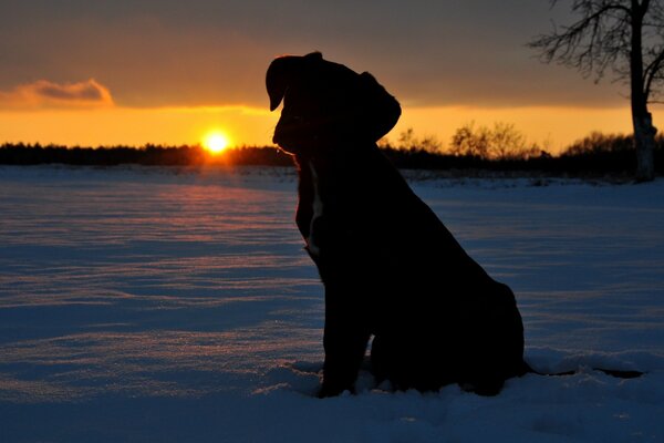 Pequeño cachorro y puesta de sol de invierno