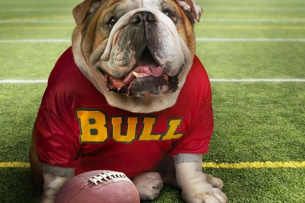 Bulldog with a ball likes to play football