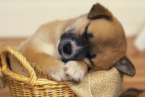 Chiot dans le panier dort et voit le sommeil