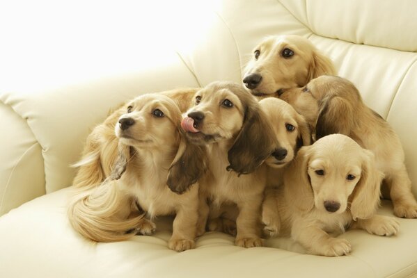 Gran familia de cachorros en el Sofá