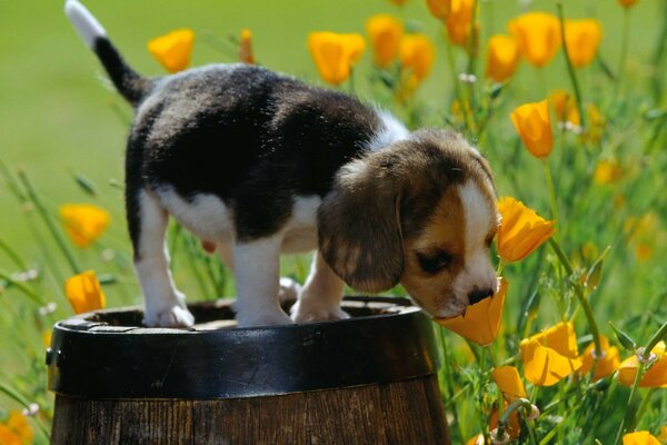 Der Welpe sitzt auf einem Fass und schnüffelt Blumen