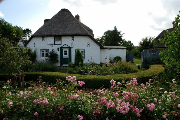 Fiori nel giardino vicino alla casa