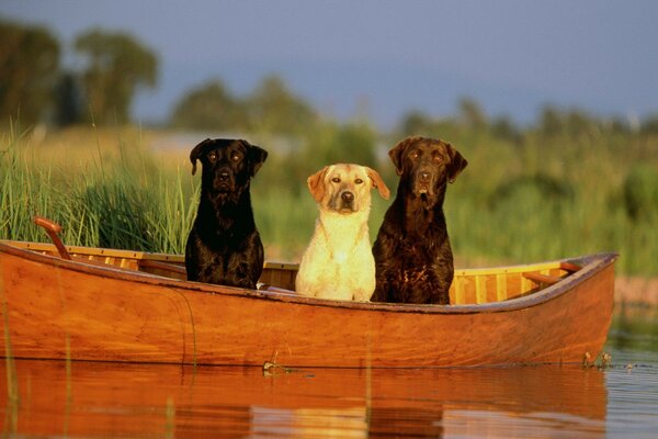 Three dogs in a boat at sunset