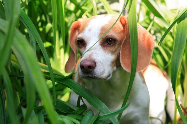 Cute little puppy sitting in the grass