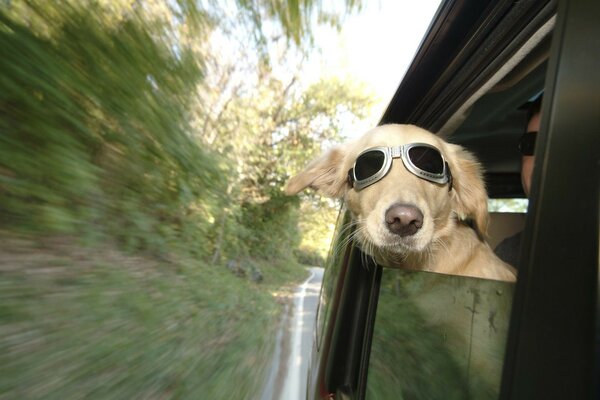 Chien furtivement par la fenêtre de la voiture