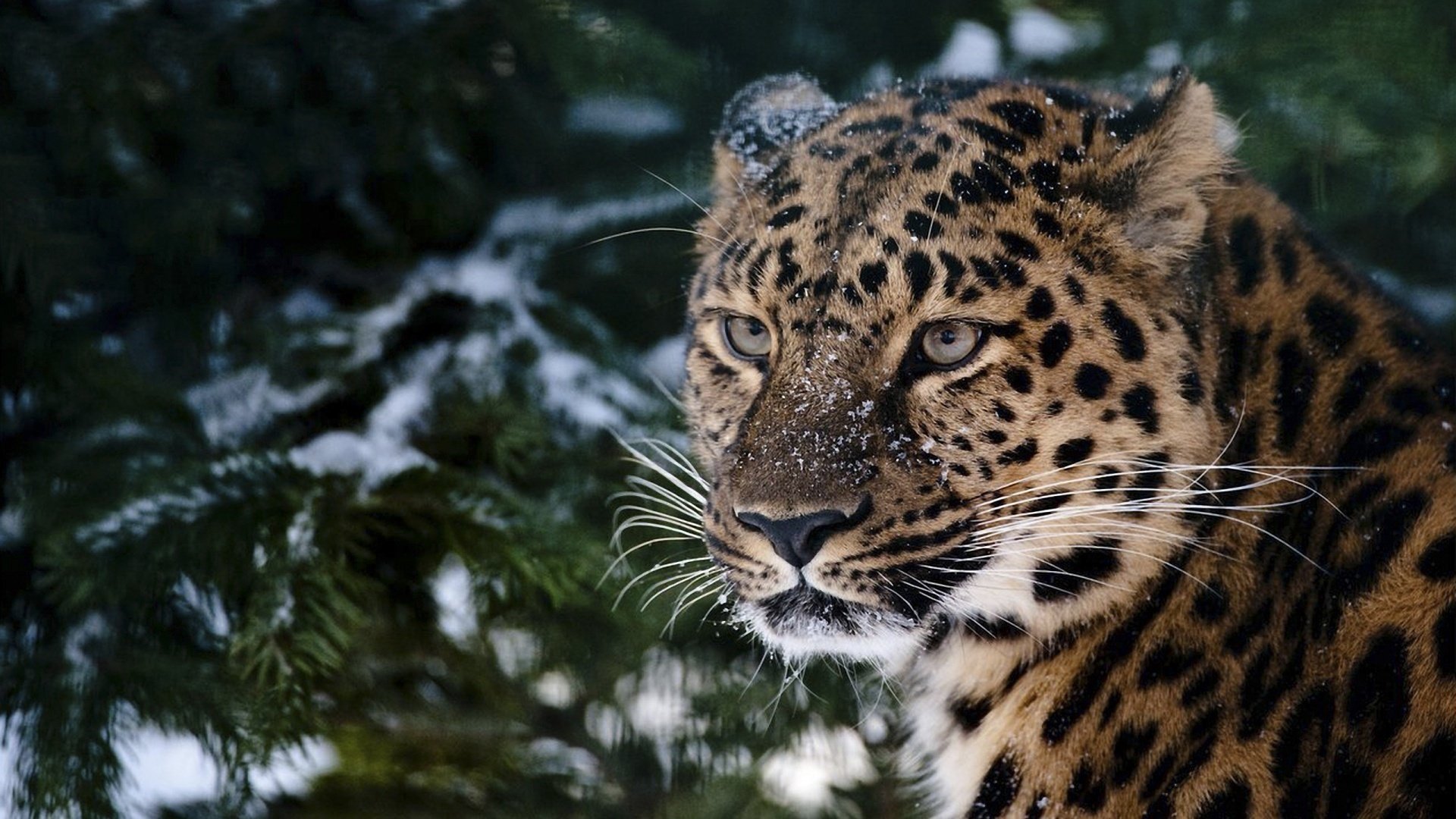 leopardo neve vista abete rosso