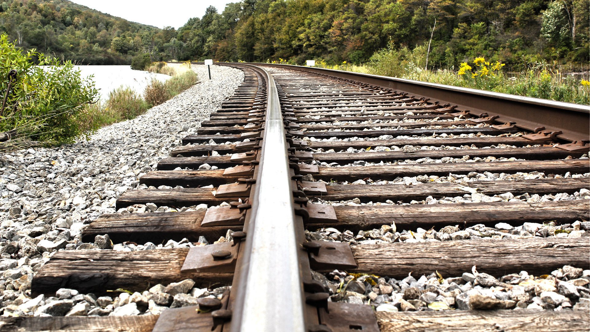 gros plan chemin de fer arbres nature forêt rails