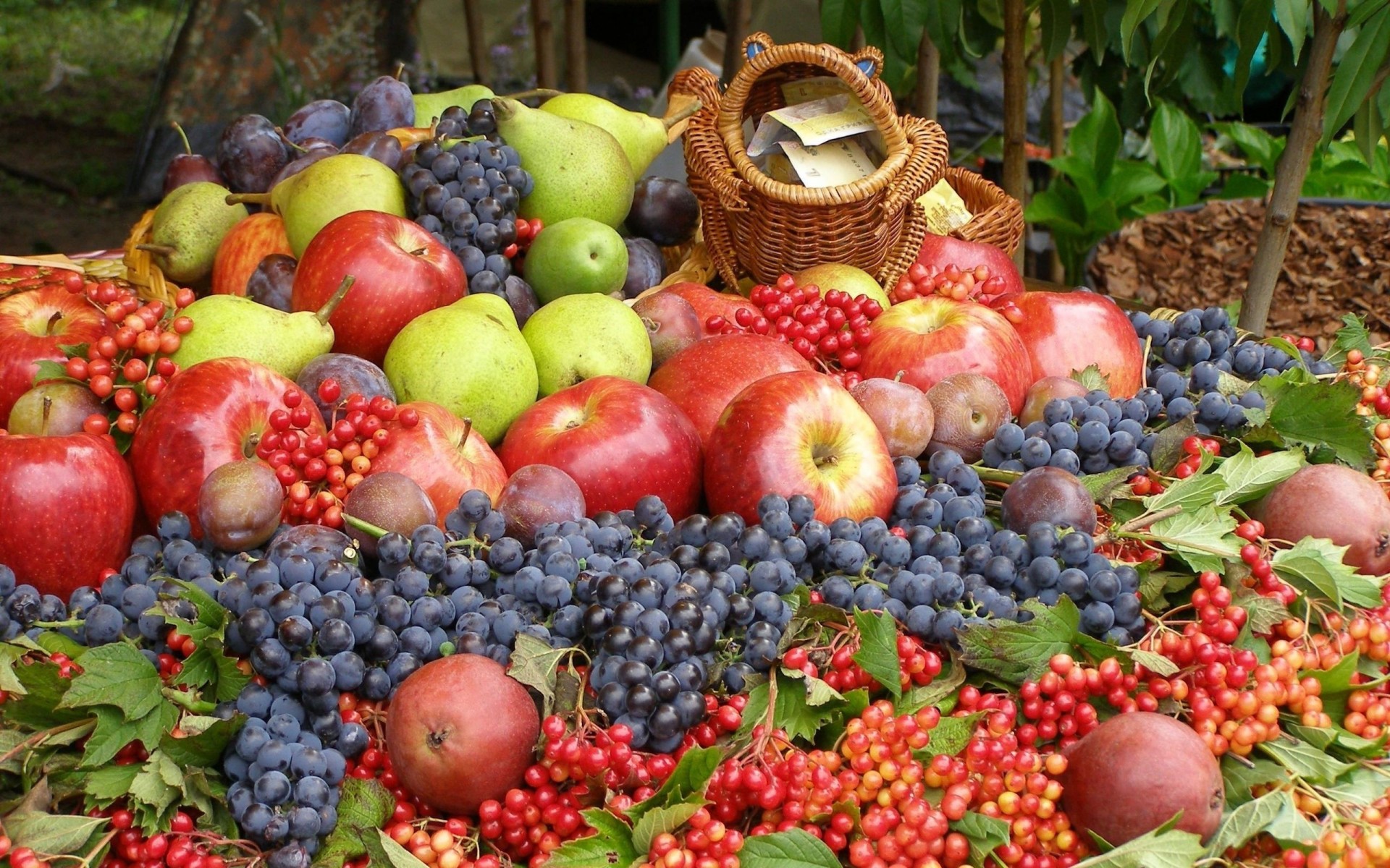 viburnum uvas peras manzanas ciruelas frutas bayas