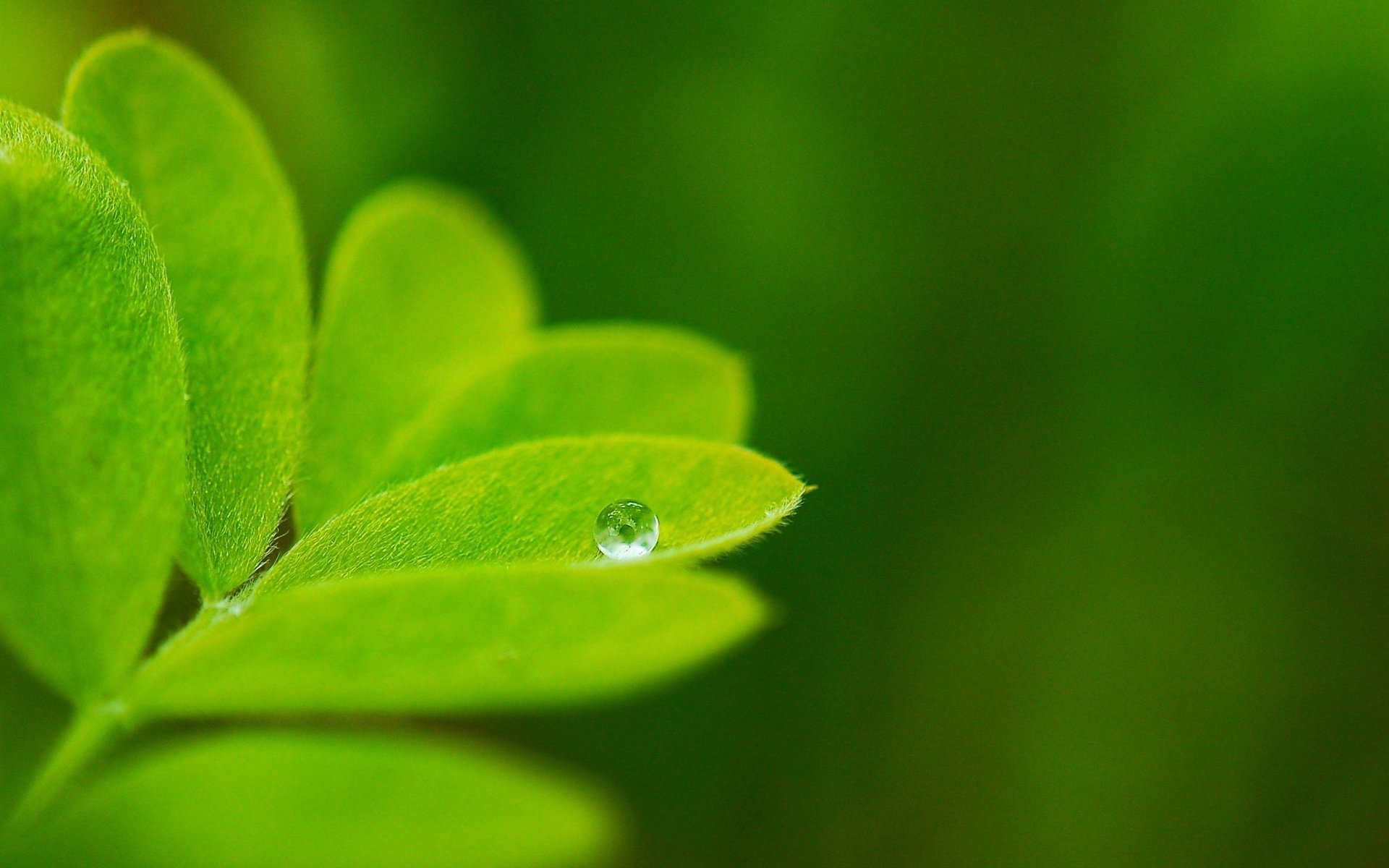 nature verdure macro fond goutte feuille plantes