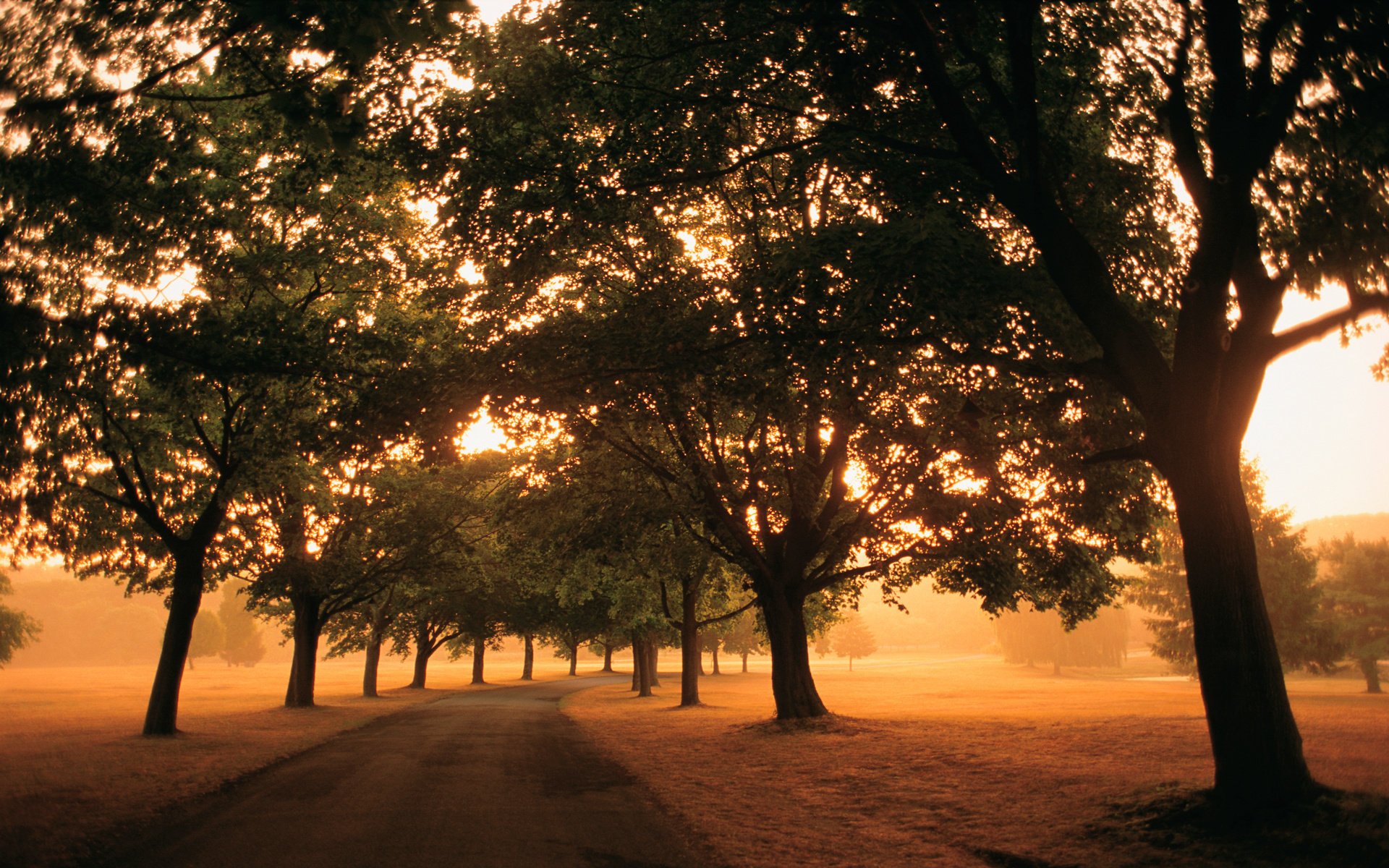 strada percorso alberi luce nebbia mattina campi fogliame