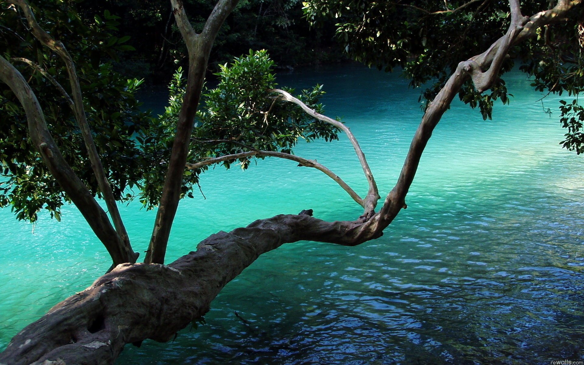 tree branches leaves nature plant water