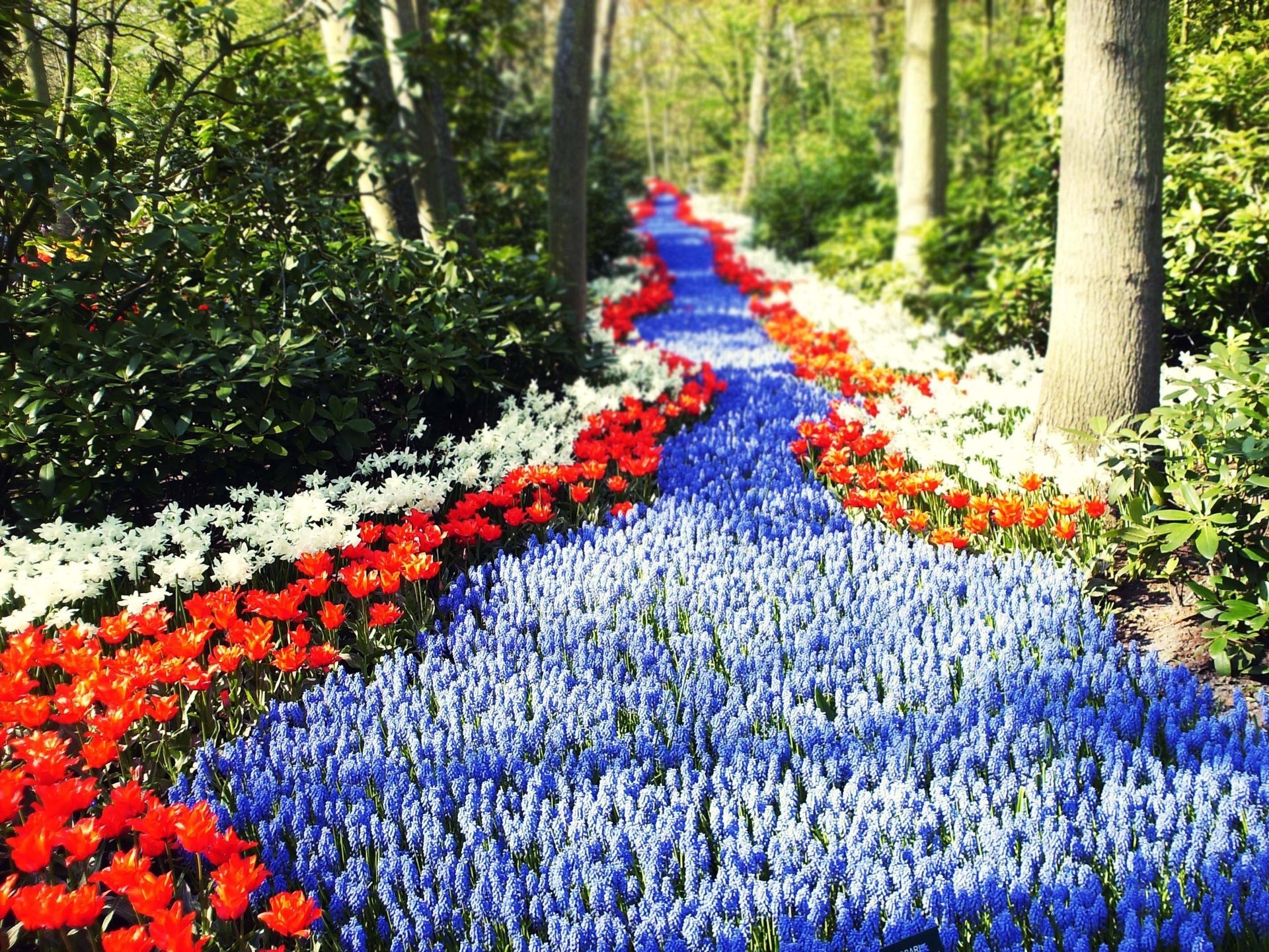 holland flowers the sun tulips path road