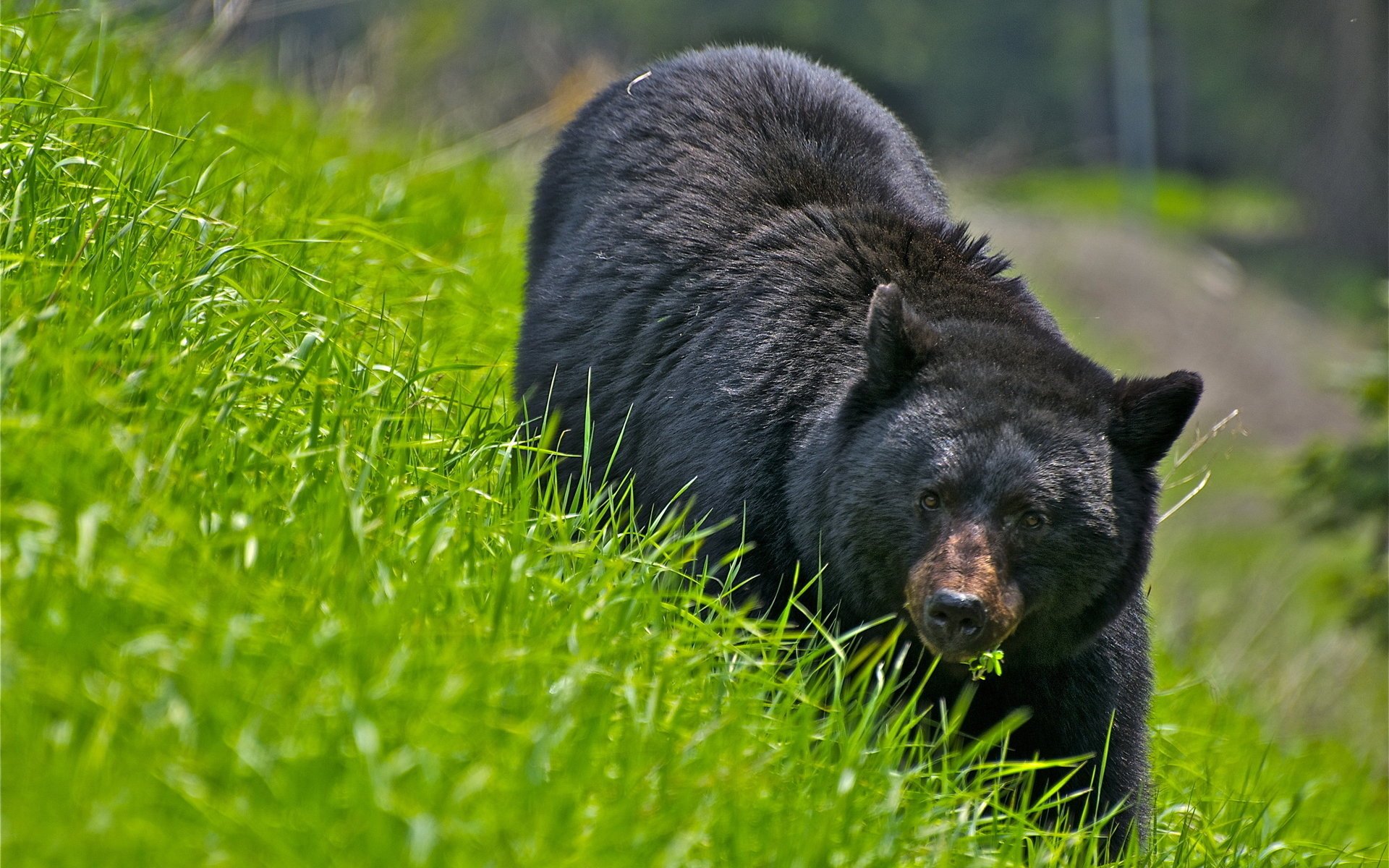 niedźwiedź natura trawa