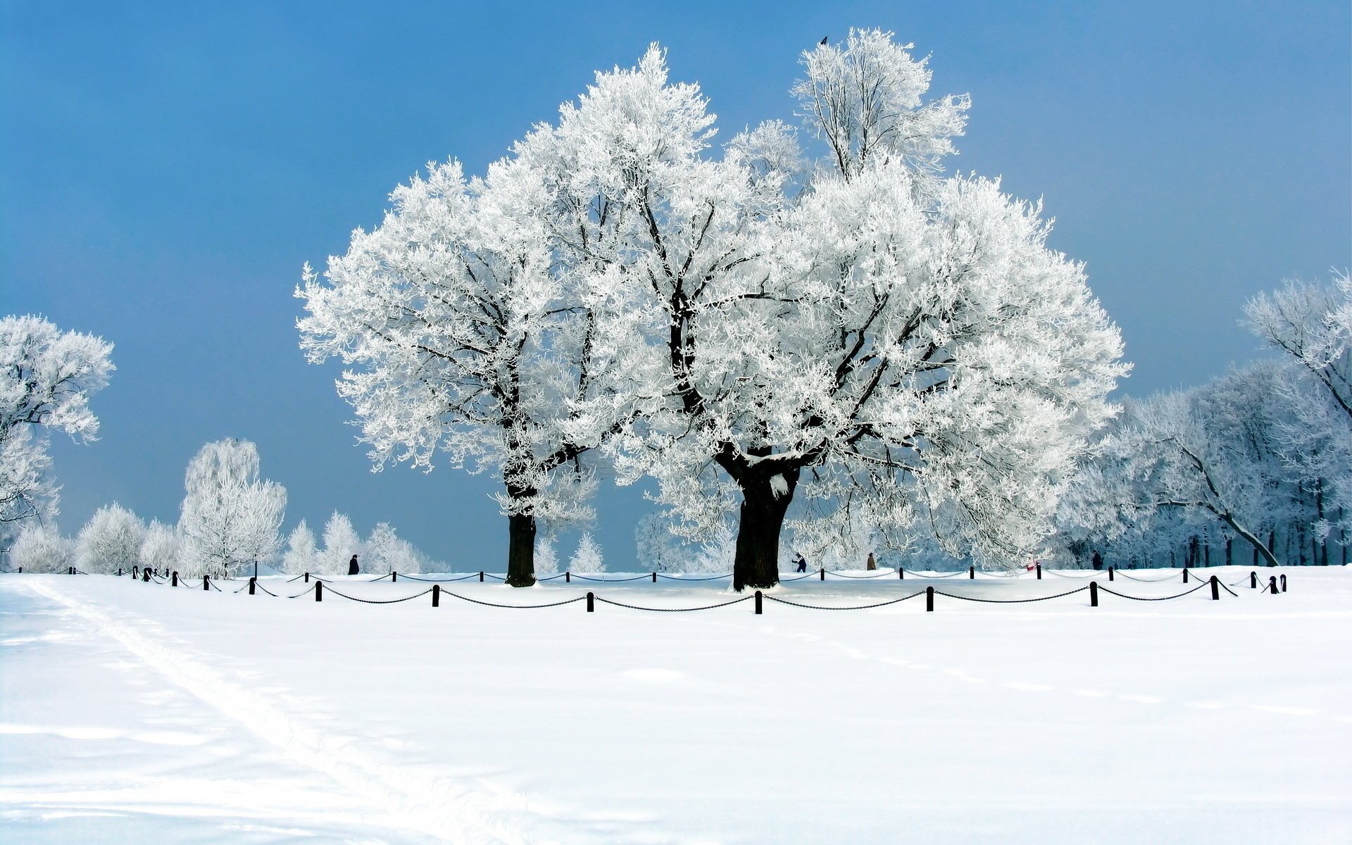 nature givre arbres hiver neige