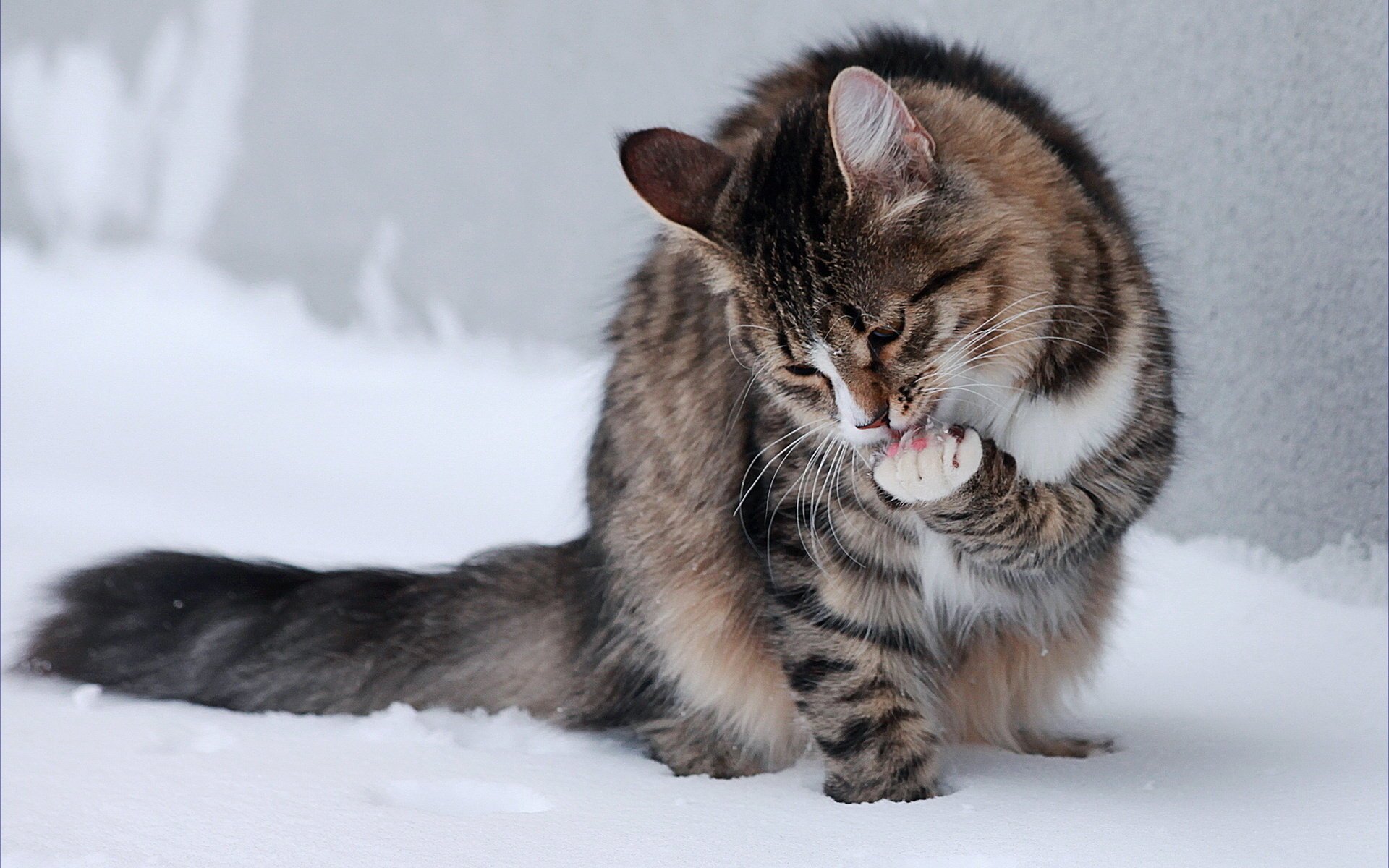 gato lamiendo sentado patas nieve