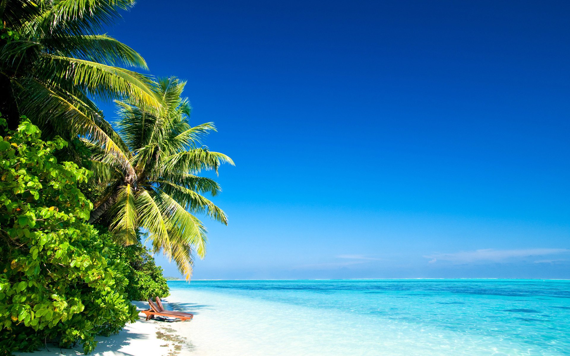 pore beach palm trees the sky