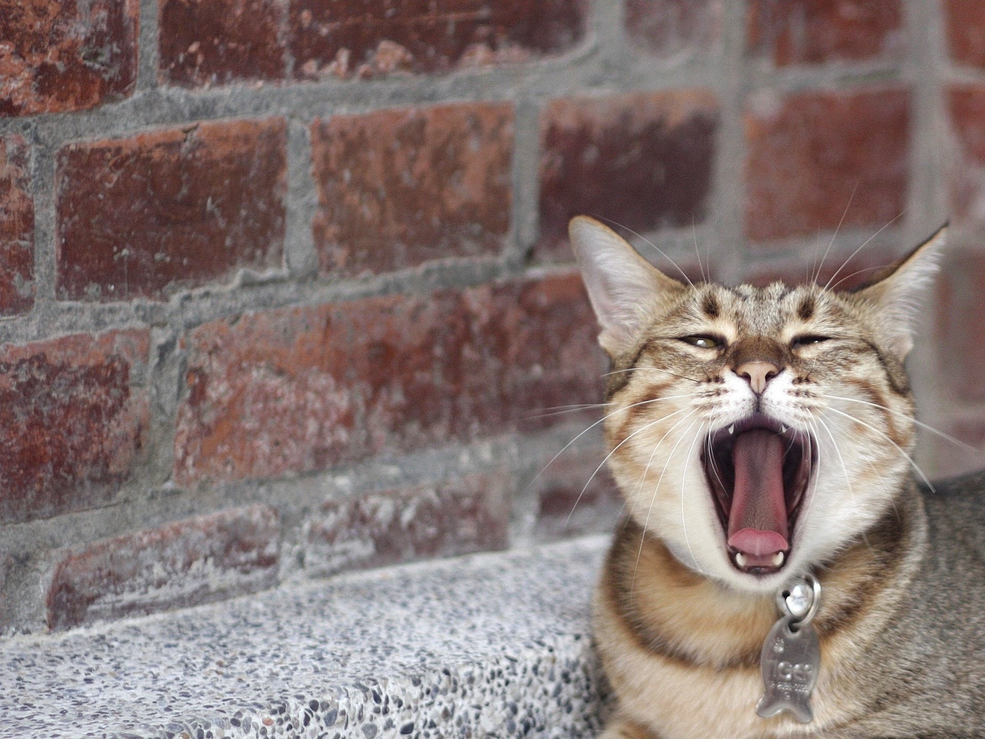 gatto sbadiglia baffi naso lingua mattone gatto muso parete