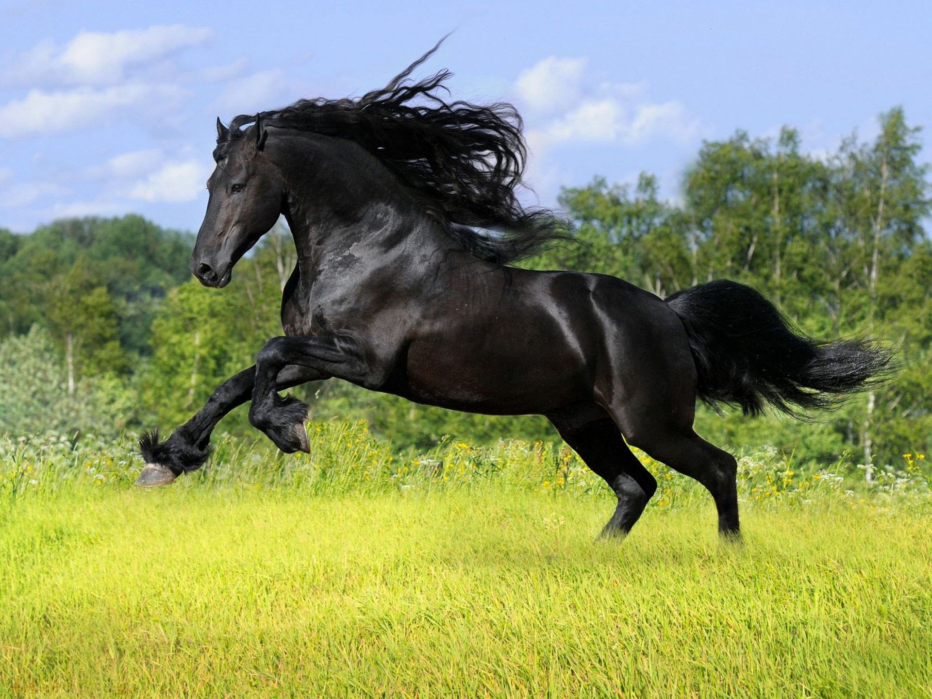 été arbres cheval clairière cheval herbe frise corbeau