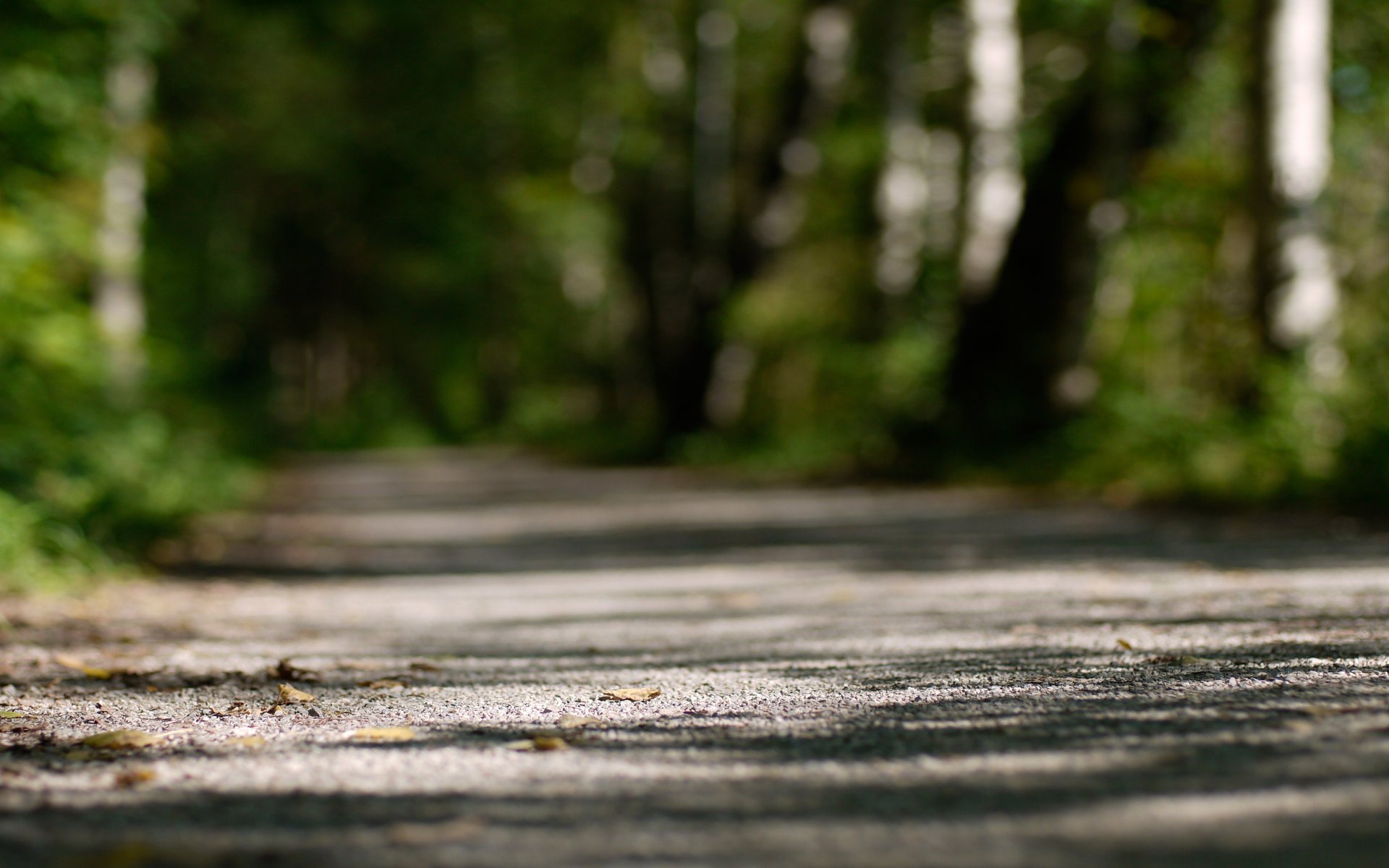 park greens track macro trees blur