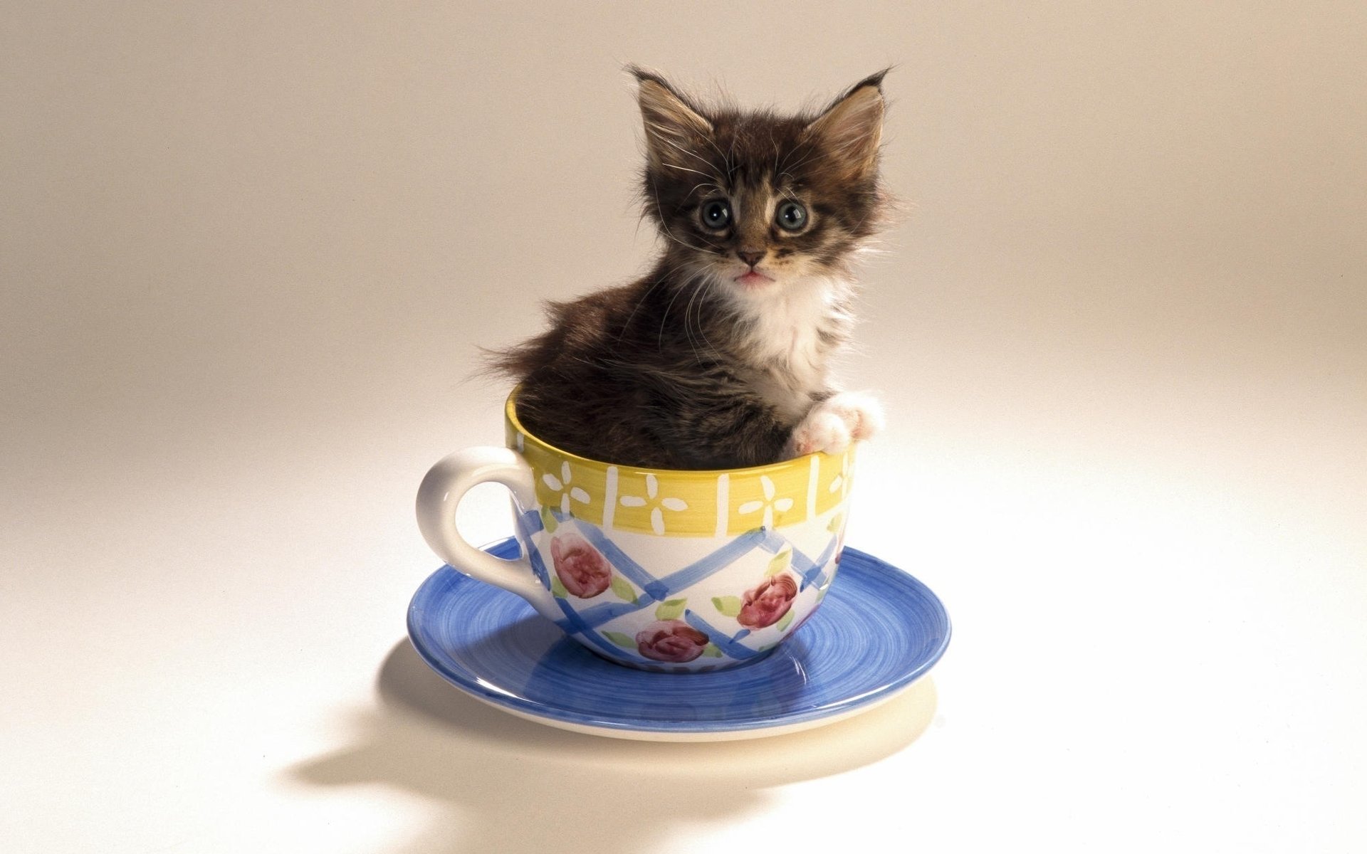 soucoupe tasse chaton