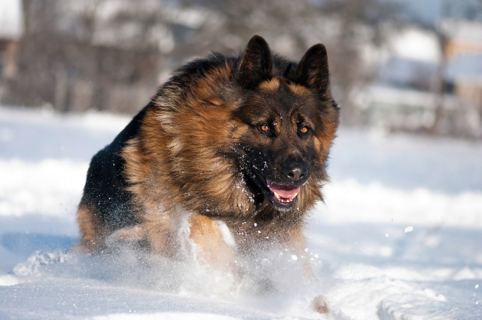 cane neve pastore tedesco inverno