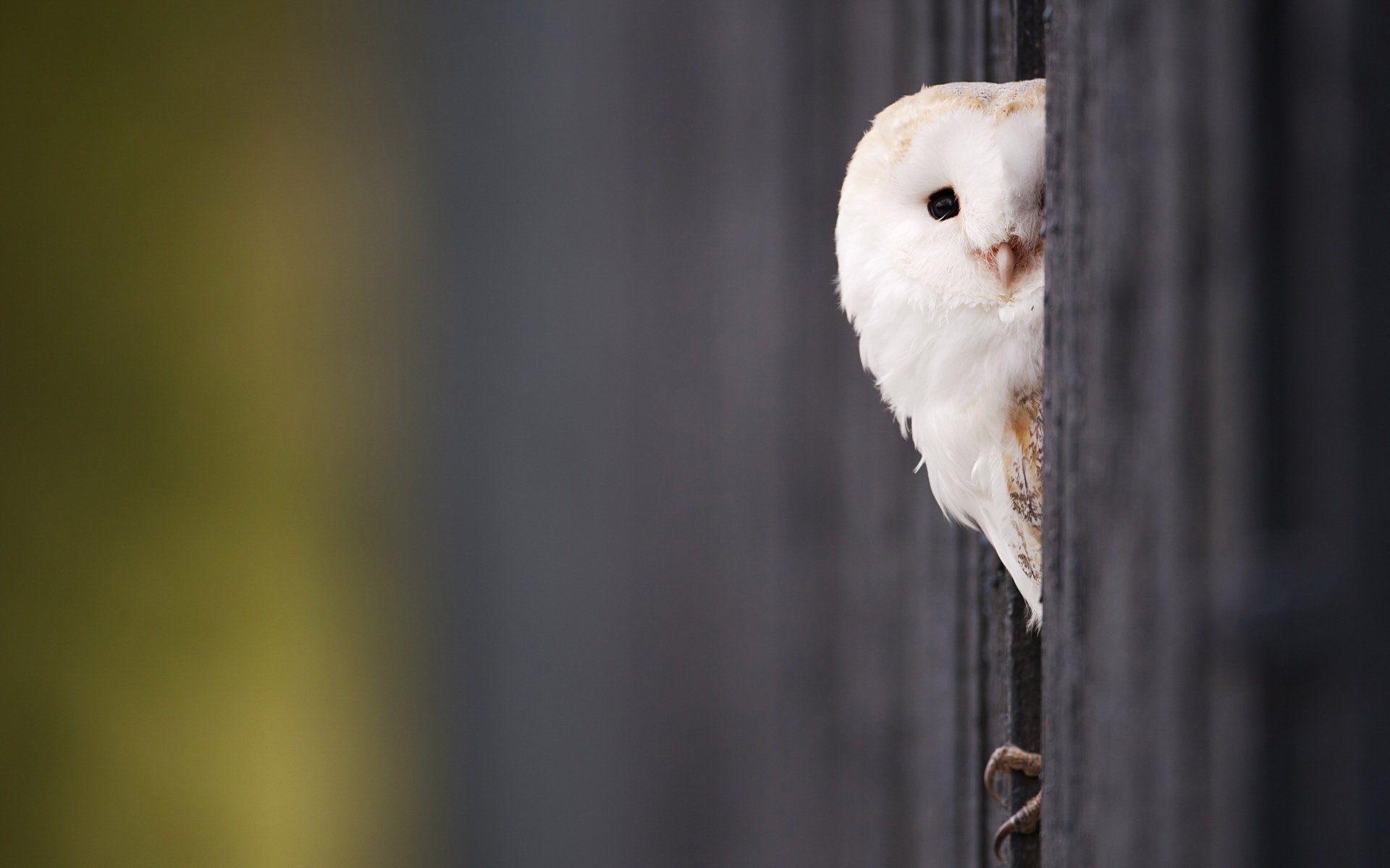 hibou yeux poussin